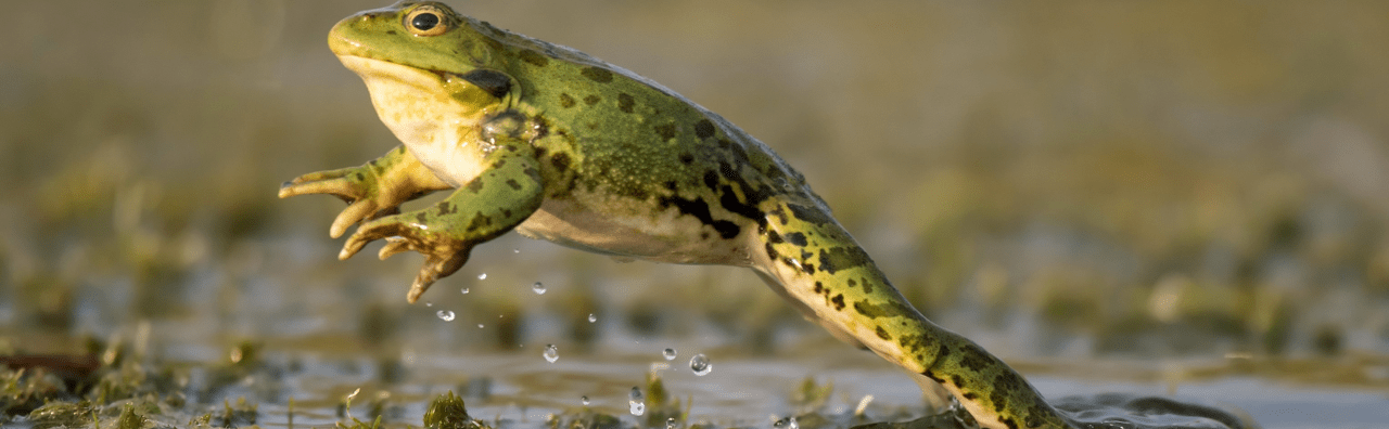 Caracter Sticas De Las Ranas Y Especie Asombrosa