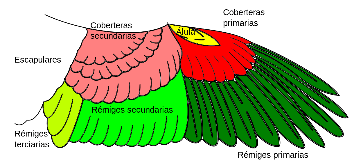 Descubre Las Partes De Un Ave Anatom A Completa De Las Aves