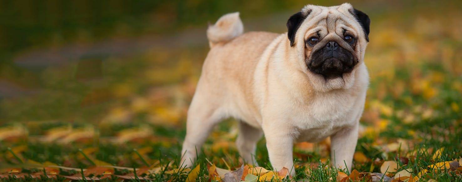 Diferencias Entre Pug Y Carlino Temperamento Y Caracter Sticas