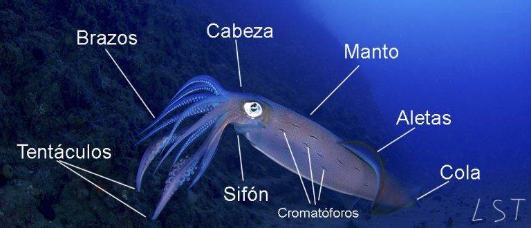 Qu Tipos De Cefal Podos Son Los M S Sorprendentes