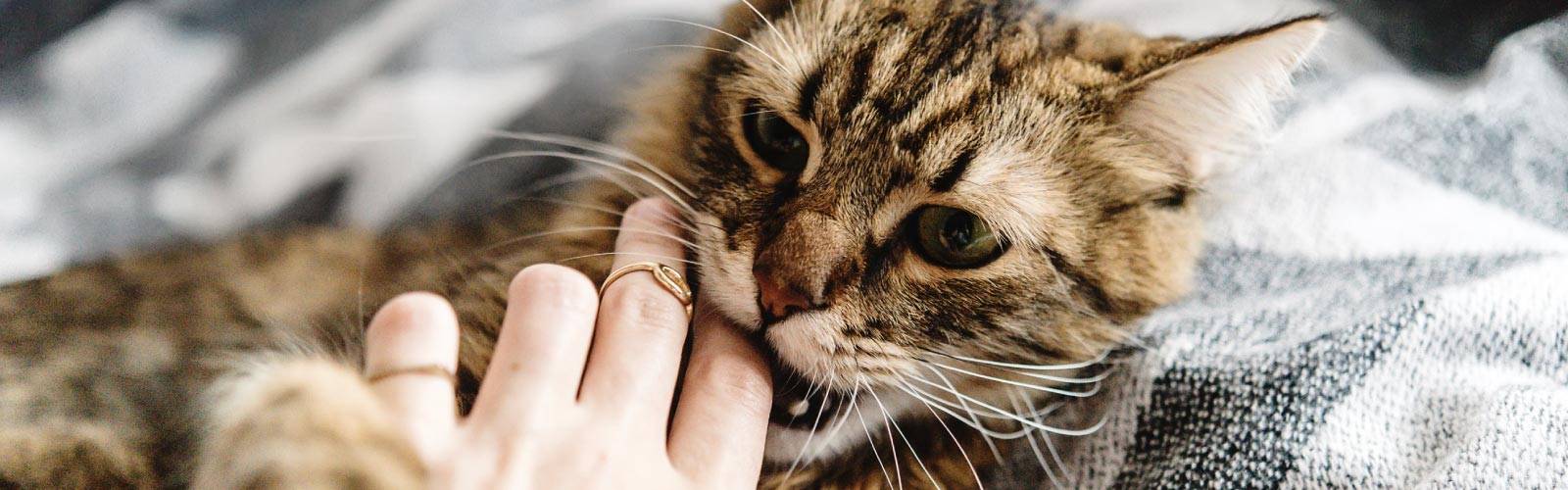 C Mo Ense Ar A Un Gato A No Morder De Forma Efectiva