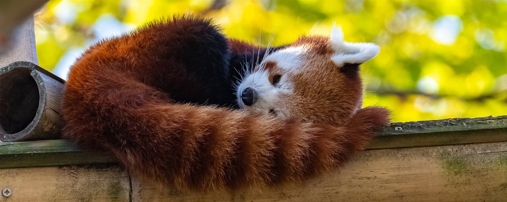 Curiosidades Del Panda Rojo En La Naturaleza