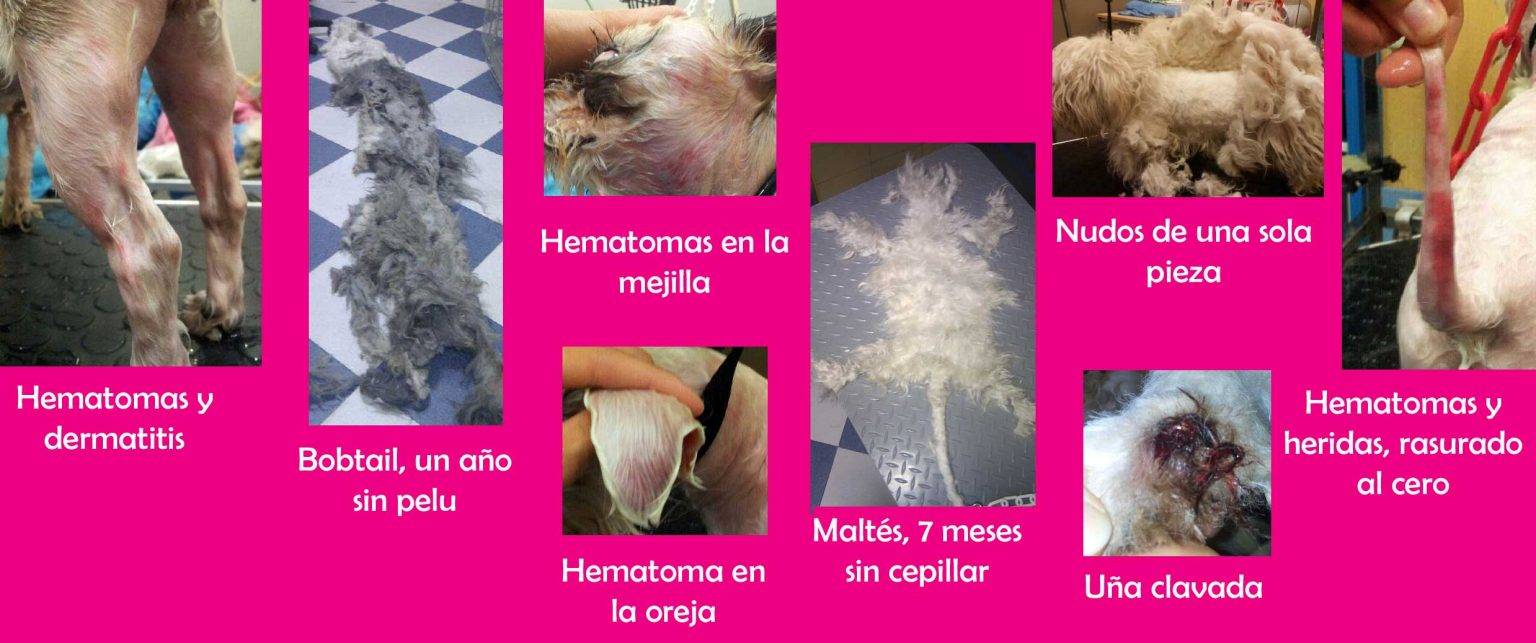 Vulva Inflamada En Perra Causas Tratamiento Y Cuidados