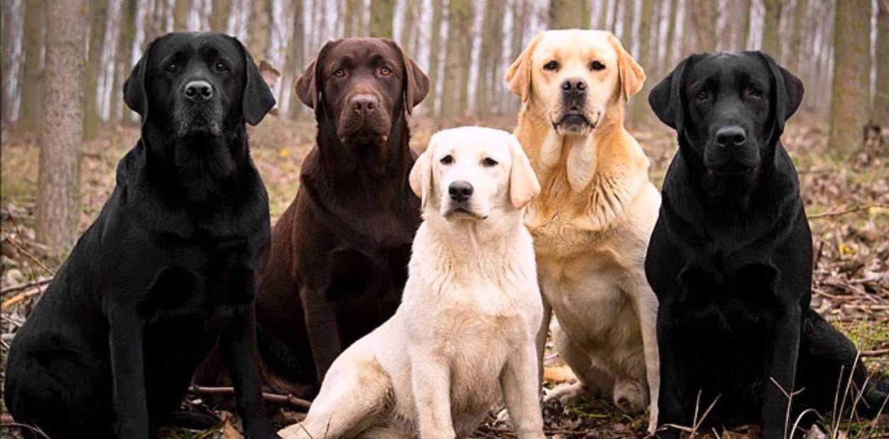 Qu Nombres Puedes Elegir Para Tu Perrita Labradora