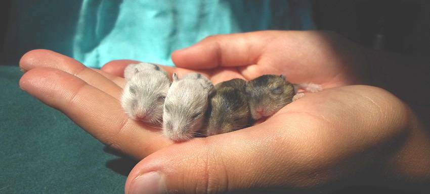 1 mes hamster ruso bebe - Cómo cuidar apropiadamente a un hámster bebé recién nacido