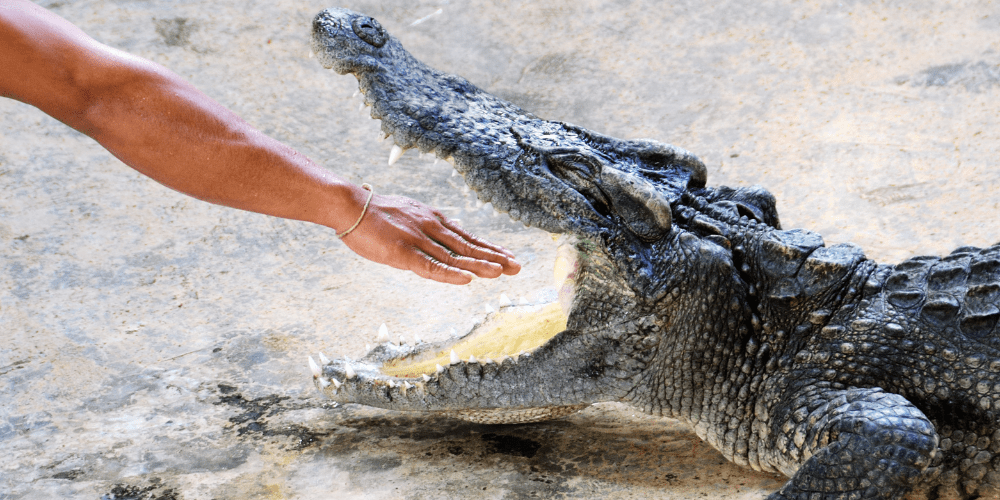 10 animales mas peligrosos de espana - Cuál es el animal más peligroso en España