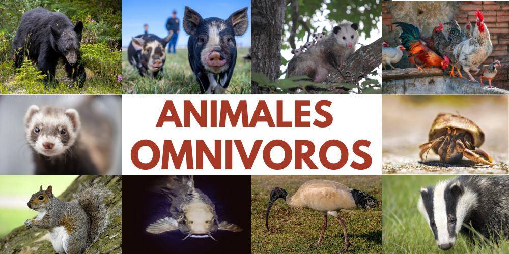10 animales omnivoros - Qué animales omnívoros existen en la naturaleza