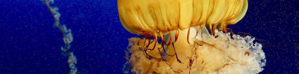 10 caracteristicas de las medusas - Curiosidades sobre las medusas: 10 datos fascinantes