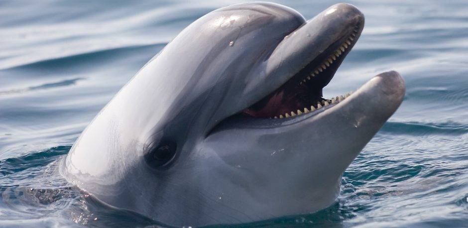 10 caracteristicas de los delfines - Cuáles son las características y partes del delfín