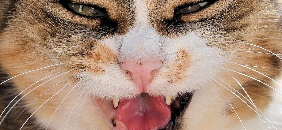 10 cosas que odian los gatos 1 - Qué molestias evadir para que los gatos estén felices