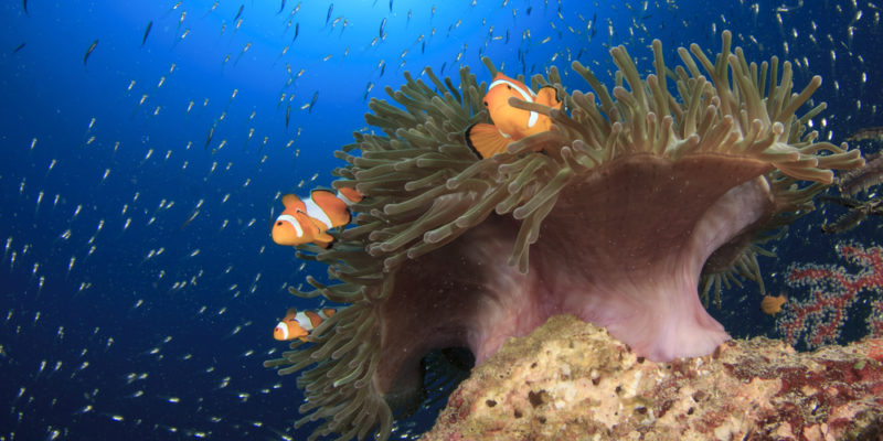 10 ejemplos de simbiosis - Ejemplos de simbiosis en animales y naturaleza