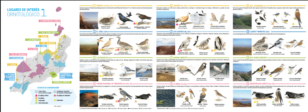 10 nombres de aves migratorias - Ejemplos de pájaros migratorios y sus características