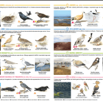 Ejemplos de pájaros migratorios y sus características