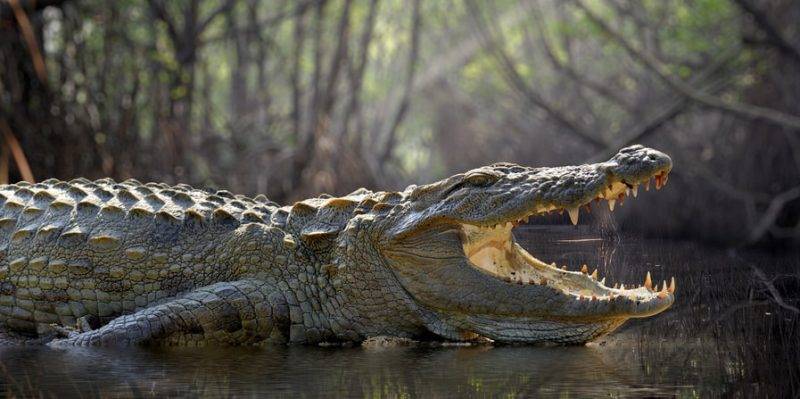 13 curiosidades de los cocodrilos - Conoces estas 13 curiosidades sobre los cocodrilos