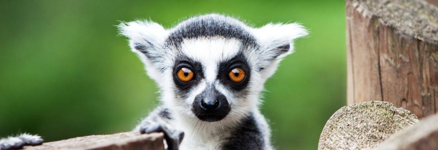 Cuáles son los animales más emblemáticos de Australia