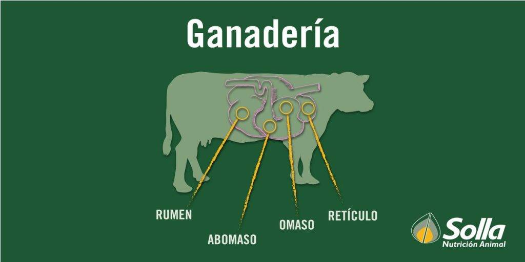 4 estomagos de la vaca - Cuántos estómagos tiene una vaca