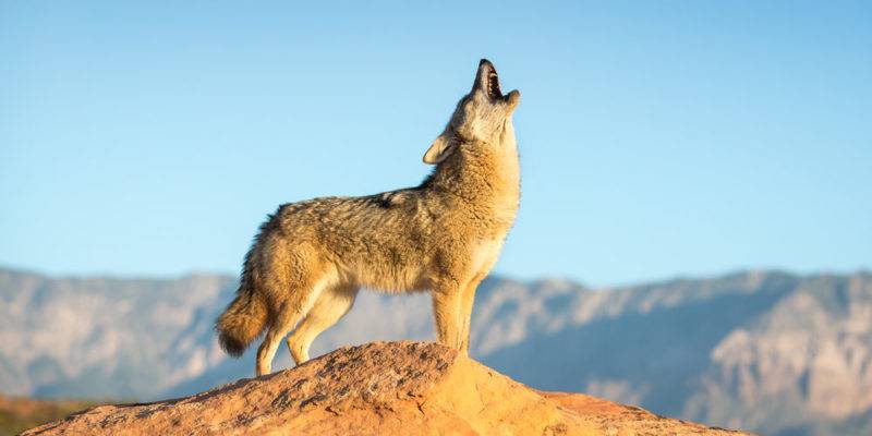 50 animales del desierto - 50 animales del desierto: ¡descúbrelos con fotos asombrosas!