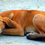 Cuáles son las razones por las que mi perro respira rápido