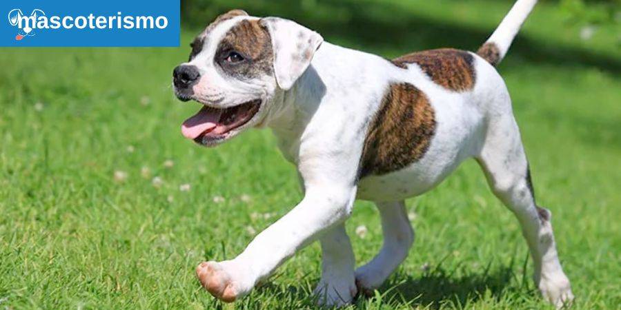 American Bulldog 01 - Mascoterismo.com