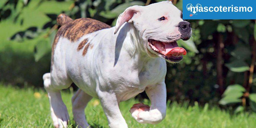 American Bulldog 02 - Mascoterismo.com