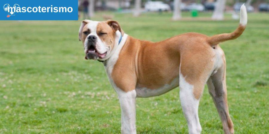 American Bulldog 03 - Mascoterismo.com