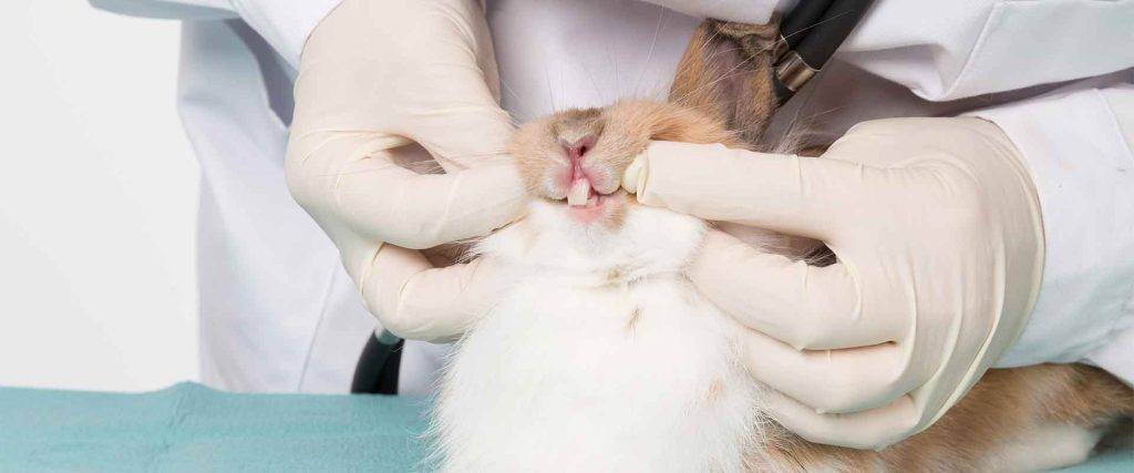 a los conejos les crecen los dientes - Cómo evitar que los conejos tengan los dientes largos