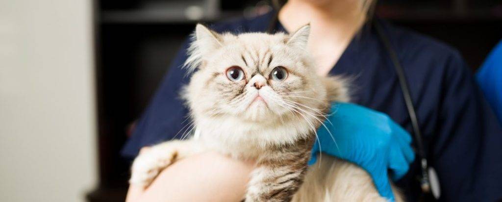 a los gatos se les corta el pelo - La importancia del corte de pelo en gatos