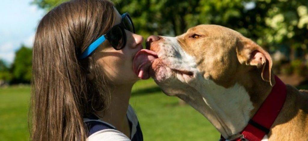 a los perros le gustan los besos - Qué significan para los perros los besos de sus dueños