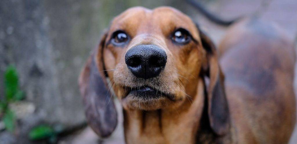 a mi cachorro le huele el aliento a pescado - Por qué mi perro tiene aliento a pescado