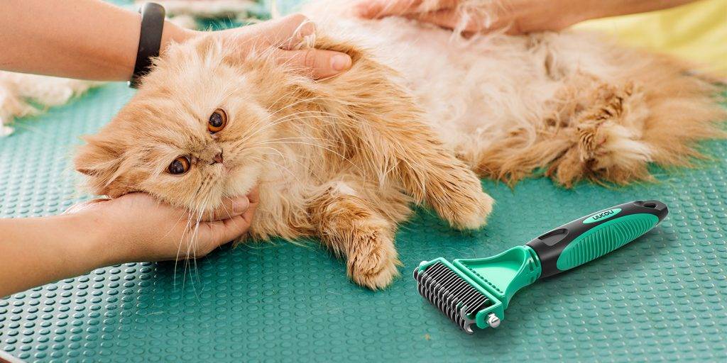 a mi gato le sale caspa cuando lo cepillo - Qué causa la caspa en los gatos y cómo tratarla eficazmente