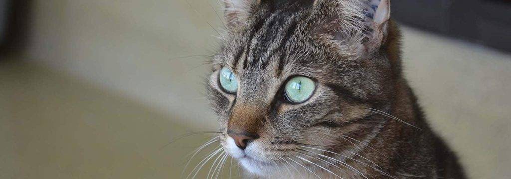 a mi gato le sale liquido transparente del ano - Por qué mi gato tiene líquido transparente en el ano