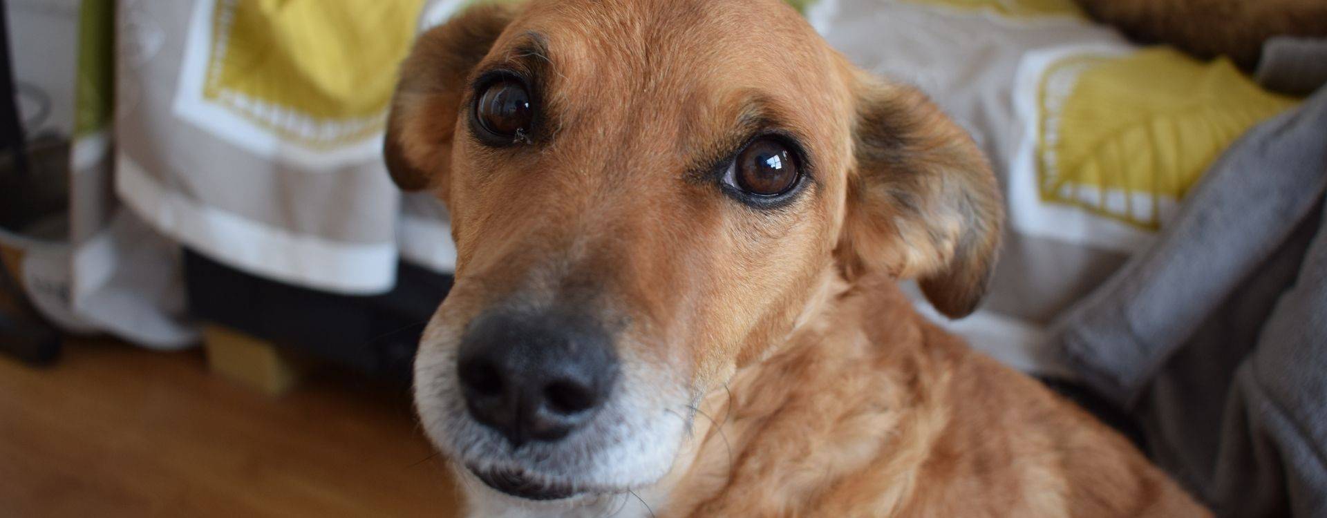 Por qué suenan las tripas de mi gato Causas y soluciones