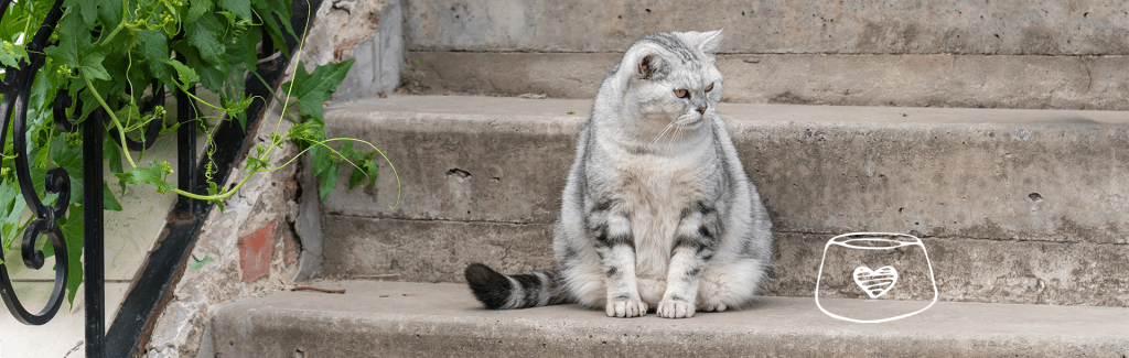 a mi gato se le notan los huesos - Cómo saber la causa de la delgadez de mi gato si come bien