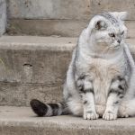 Cómo saber la causa de la delgadez de mi gato si come bien