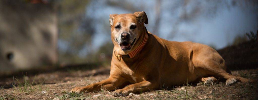 a mi perra le fallan las patas traseras - Cómo ayudar a un perro con debilidad en las patas traseras