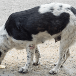 Cuál es la razón por la que los perros pueden tener calambres