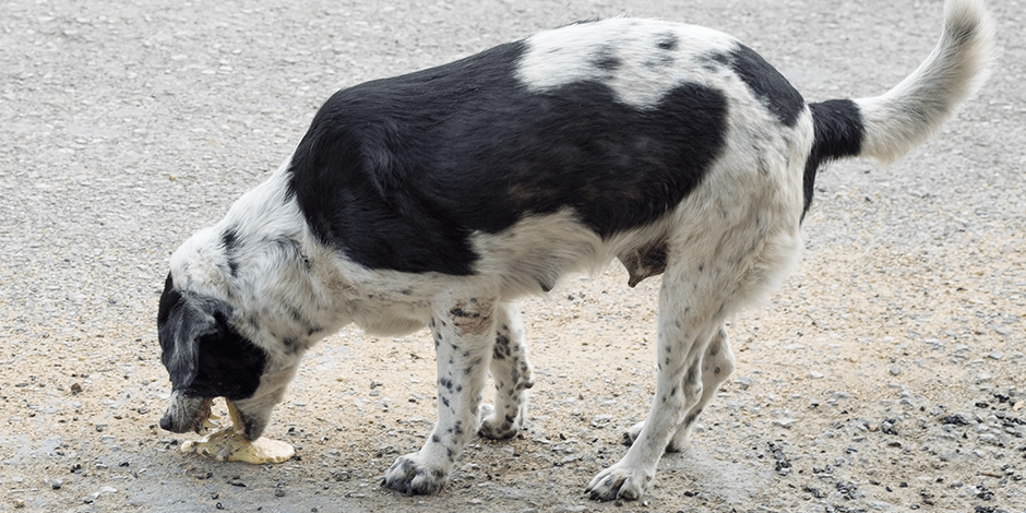 a mi perro le dan espasmos - Cuál es la razón por la que los perros pueden tener calambres