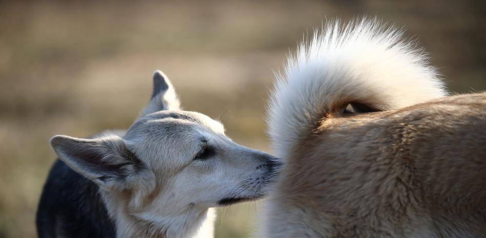 a mi perro le huele el ano - Por qué mi perro tiene mal olor en el ano a pescado