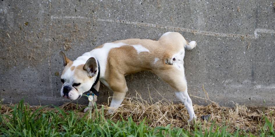 a mi perro se le ha quedado el pito fuera - Por qué se inflama y enrojece el pene de un perro macho