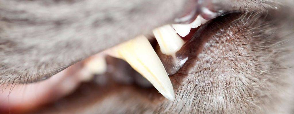 a que edad cambian los dientes los gatos - Cuándo se produce el cambio de dientes de leche en los gatos