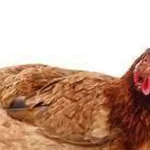 Cuál es la frecuencia de puesta de huevos en gallinas ponedoras