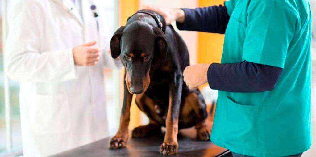 abdomen distendido en perros - Distensión abdominal en perros: síntomas y tratamiento