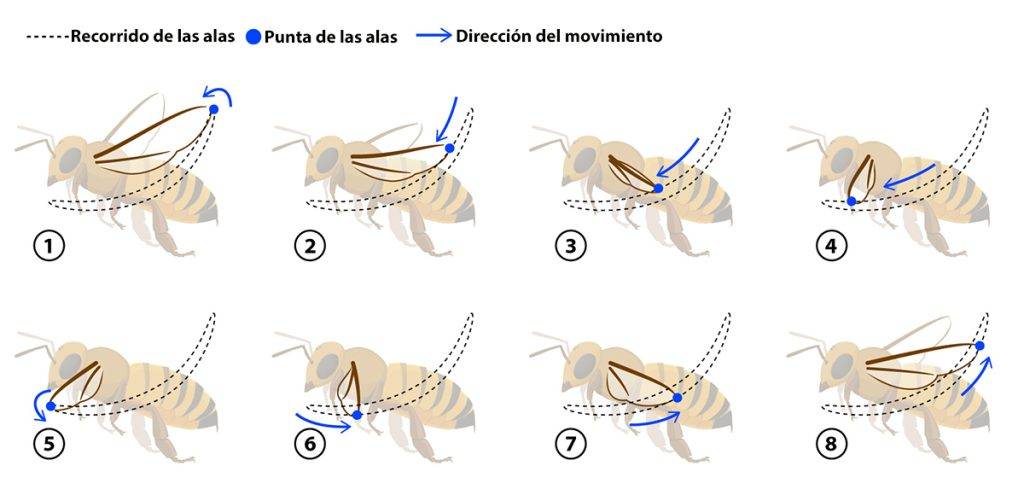 abeja como se reproduce - Cuál es el proceso de reproducción en las colmenas