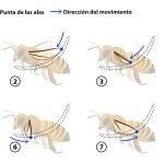 Cuál es el proceso de reproducción en las colmenas