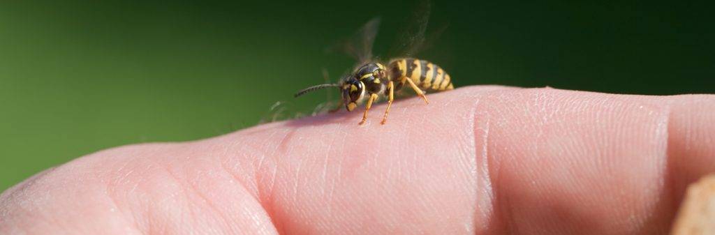 abeja muerde o pica - Cómo se defienden las abejas de posibles amenazas