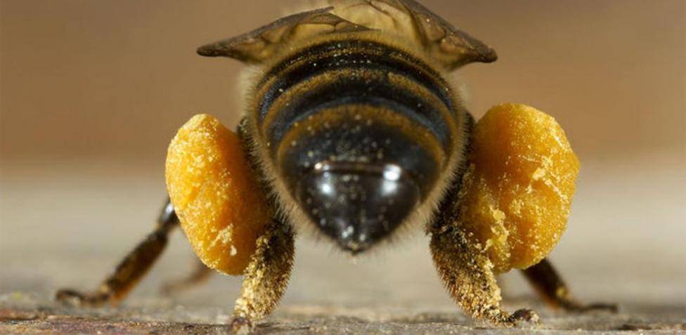 abeja patas 1 - Cuántas patas tiene una abeja obrera