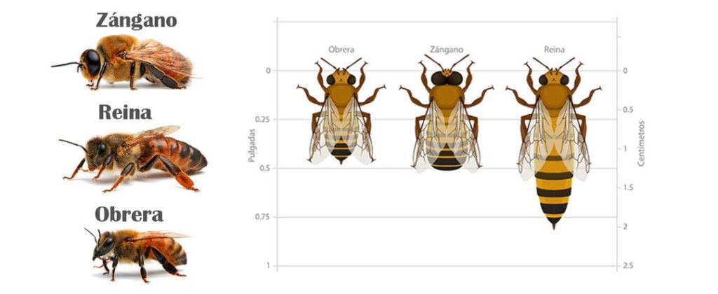 abejas clasificacion inferior - Cuántos tipos de abejas existen y cómo se clasifican