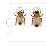 Cuántos tipos de abejas existen y cómo se clasifican