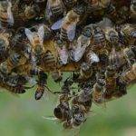 Sabías que las abejas pueden reconocer rostros humanos