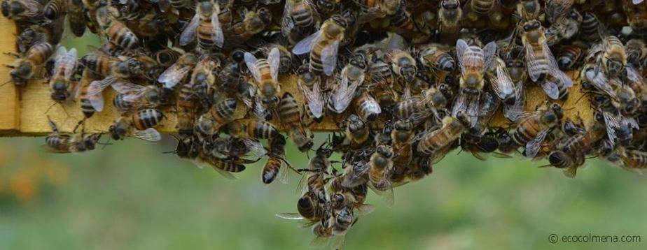 abejas curiosidades - Sabías que las abejas pueden reconocer rostros humanos